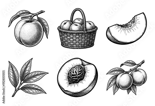 Vintage peach fruit illustration set featuring whole peaches in a wicker basket, sliced segments with pit, and leafy branches in a classic woodcut engraving style.