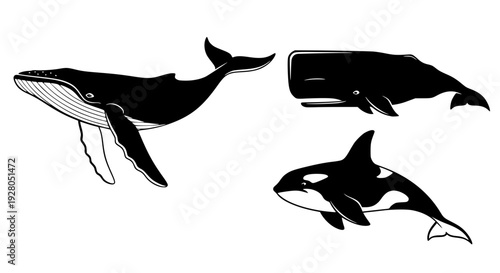 Whale silhouette vector set, side view, clean smooth curves, black and white minimal design