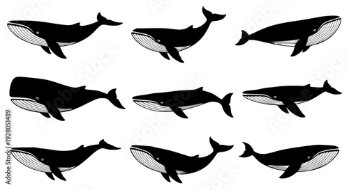 Whale silhouette vector set, side view, clean smooth curves, black and white minimal design