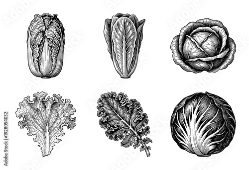 Vintage engraving collection of assorted leafy green vegetables including cabbage, kale, napa, and romaine lettuce in a detailed woodcut style illustration.