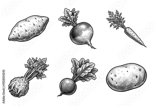 Vintage woodcut style collection of root vegetables including potato, carrot, beet, radish, and celeriac in black and white line art