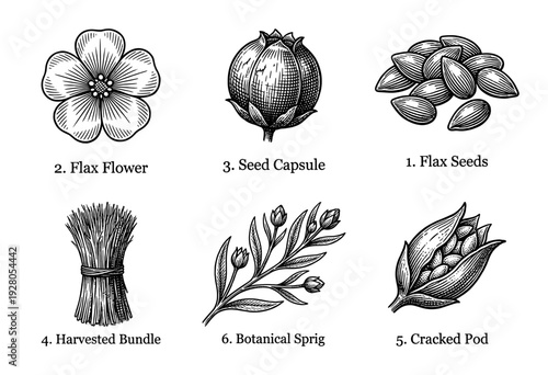 Vintage botanical engraving of flax plant elements including flower, seed capsule, harvested bundle, and botanical sprig in a woodcut line art style.