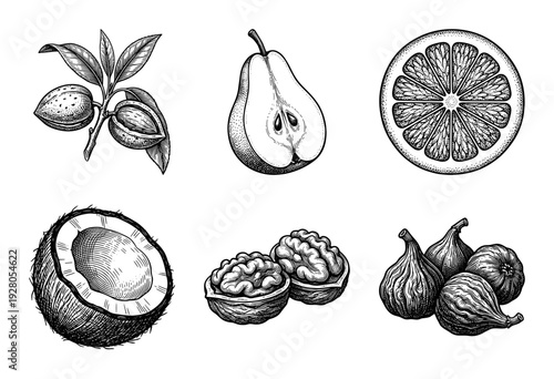 Vintage style botanical illustrations of various fruits and nuts featuring hand drawn engraving textures