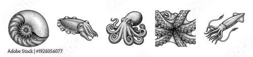 Vintage engraving collection of cephalopods featuring nautilus shell, cuttlefish, octopus, and squid in detailed woodcut style