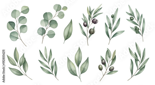 Olive branches with leaves and olives in watercolor style with soft green color on white background for botanical illustration
