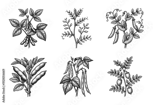 Vintage botanical woodcut illustration set featuring various legume plants including soybeans, chickpeas, peas, and green beans in a black and white engraved style.