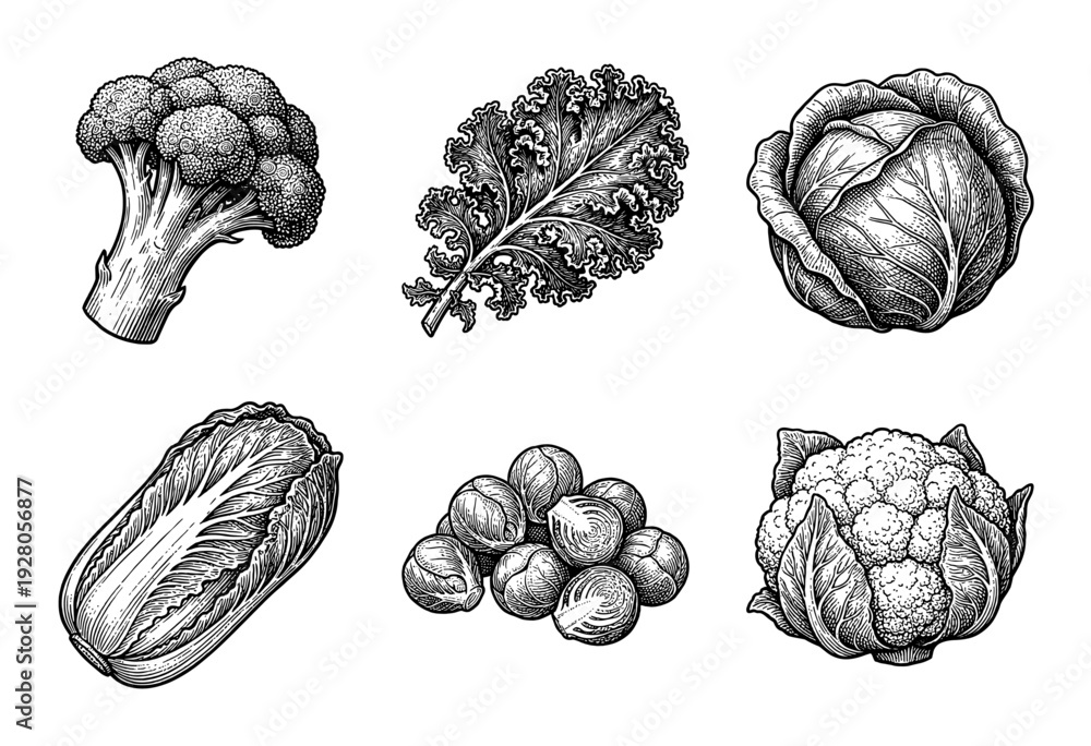Fototapeta premium Set of hand drawn brassica vegetable illustrations in vintage engraving style featuring broccoli kale cabbage bok choy brussels sprouts and cauliflower