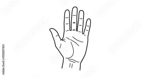 Open Human Hand with Palm Lines Illustrated, Symbolizing Stop or Palmistry on Isolated White Background