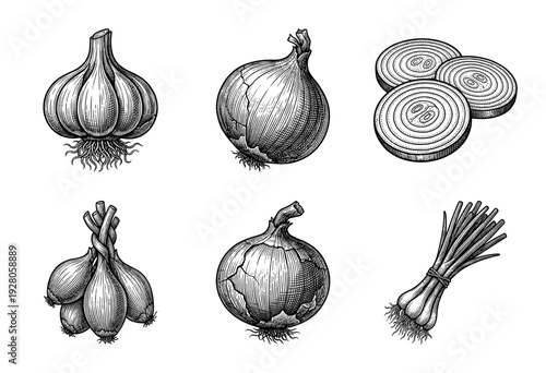 Vintage engraving style collection of allium vegetables including garlic bulbs, whole and sliced onions, shallots, and green scallions.