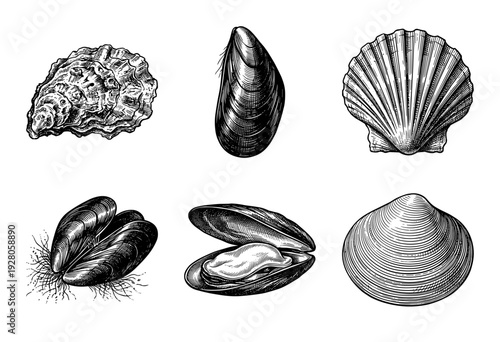 Vintage engraving of edible shellfish collection including oyster, mussel, scallop, and clam in a detailed woodcut style illustration.