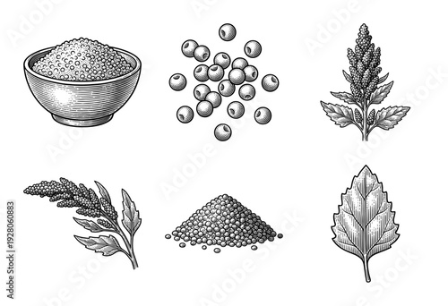 Quinoa plant and seed collection in vintage woodcut engraving style featuring grain bowls and botanical leaves