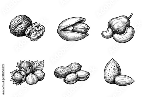 Vintage hand drawn engraving of assorted nuts including walnut pistachio cashew hazelnut peanut and almond