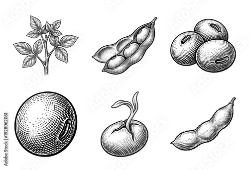 Vintage style engraving collection of soybean plant elements including seeds sprouts and pods