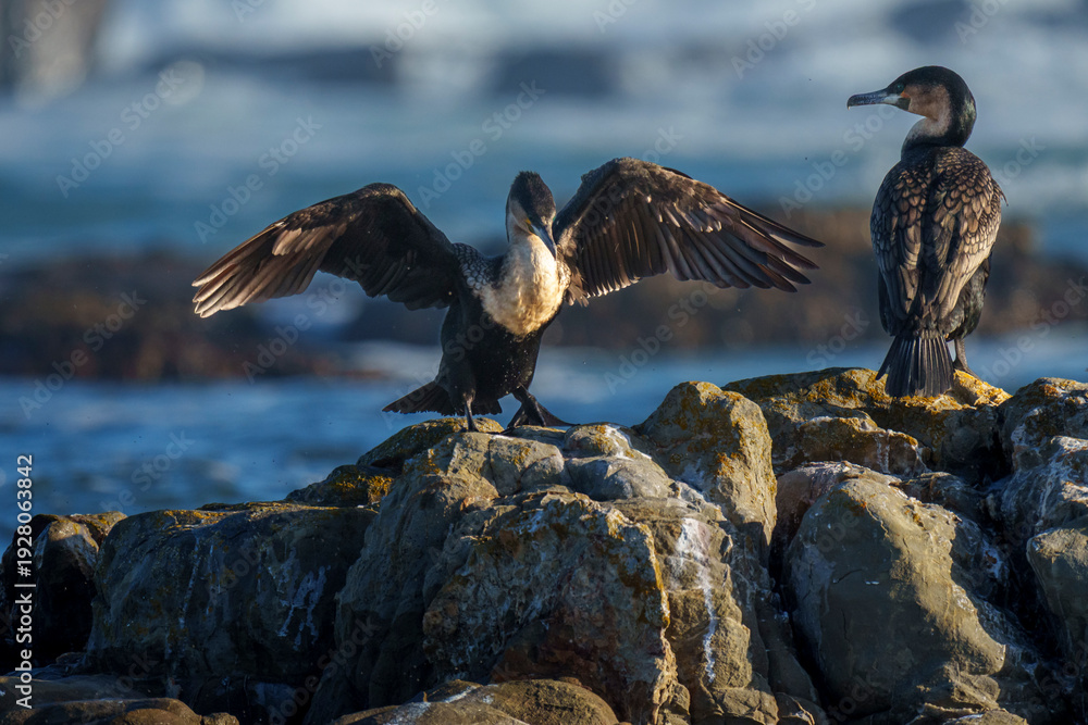 Fototapeta premium A White-breasted Cormorant (Phalacrocorax carbo) lands next to another perched on rocks at Stilbaai, Western Cape, South Africa. An endangered endemic seabird.