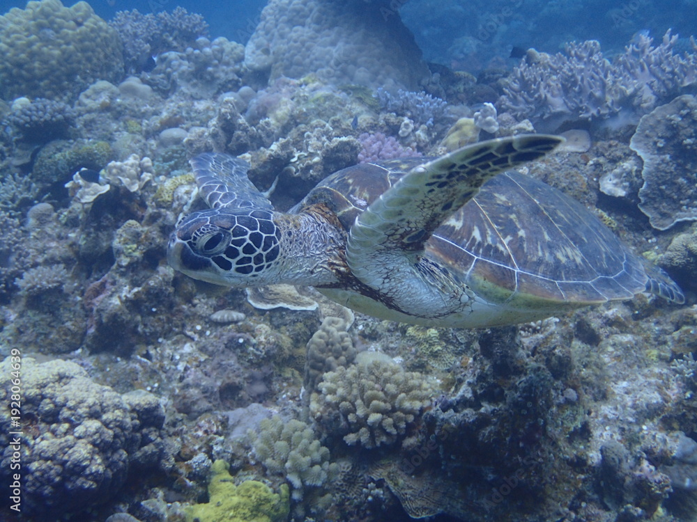 Obraz premium ウミガメ