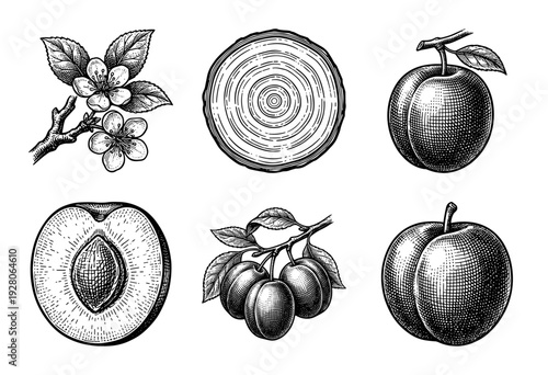Vintage botanical woodcut illustration set featuring plum fruit sections blossoms and tree trunk rings in a classic engraving style.