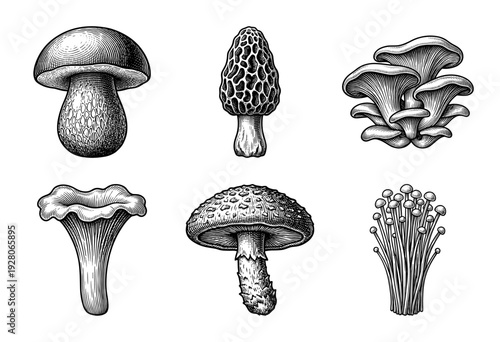 Vintage engraving of diverse mushroom species collection featuring morel chanterelle enoki and oyster varieties in detailed woodcut style illustration