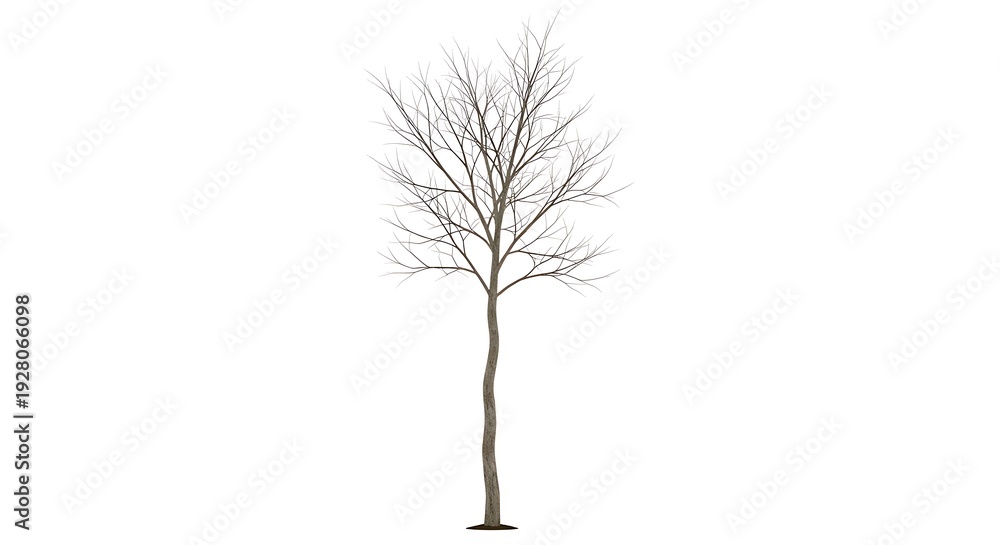 Obraz premium Bare deciduous tree isolated on clean white background