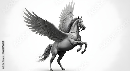 white horse isolated