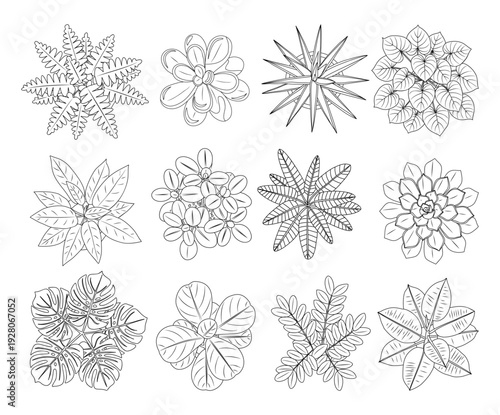 Hand drawn vector sketch set of house plants in top view, including cactus, aloe, monstera, and palm. Black line art icons isolated for landscape and interior design plans.