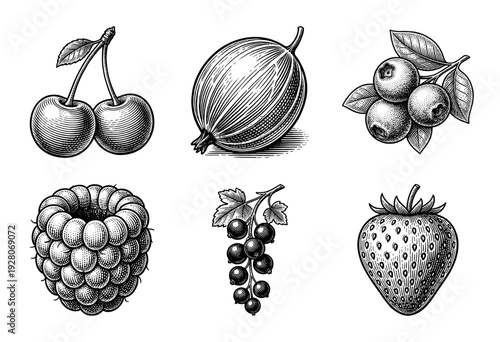Set of vintage woodcut style berry and fruit illustrations featuring cherry gooseberry blueberry raspberry currant and strawberry