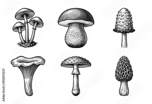 Vintage engraving set of various mushroom species including porcini chanterelle and morel in a detailed monochrome woodcut style