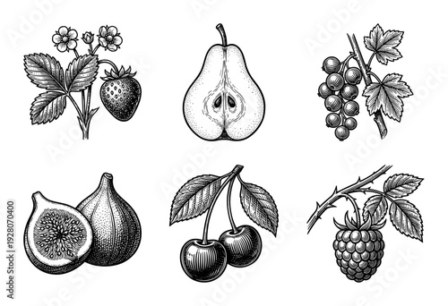 Vintage botanical woodcut illustration set featuring detailed engravings of strawberry, pear, currant, fig, cherry, and raspberry fruits on white.
