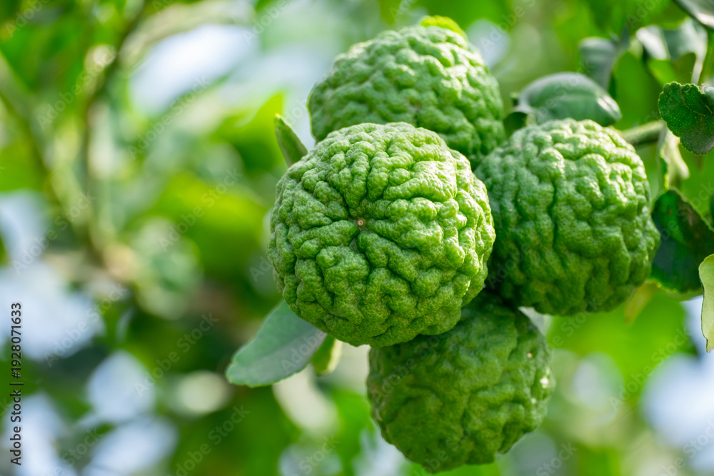 Fototapeta premium Fresh Bergamot fruits or Kaffir lime on tree with green leaves and sunlight. Concept of herbal medicine, organic farming, tropical Thai ingredient, and natural essential oil source
