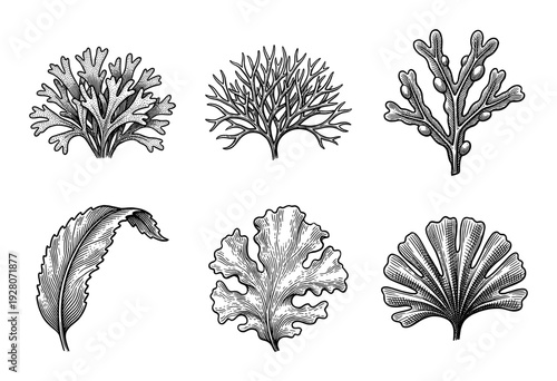Set of botanical seaweed and aquatic plant illustrations in a vintage monochrome woodcut engraving style featuring various algae shapes and textures.