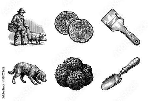 Vintage engraving style truffle hunting and culinary preparation set featuring hunter with pig, lagotto romagnolo dog, whole truffles, sliced sections, shaver, and scoop