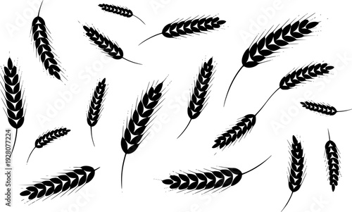 Black Wheat Stalks Scattered Across a White Background Isolated grain