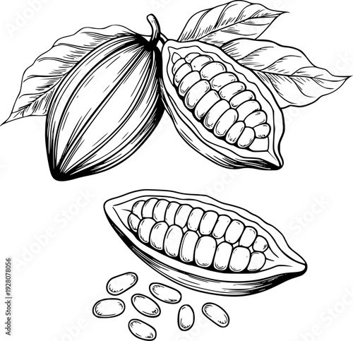 Hand drawn cocoa pods and beans in black and white cacao fruit