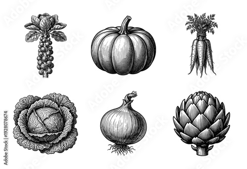 Vintage engraving style vegetable collection featuring brussels sprouts pumpkin carrots cabbage onion and artichoke in a detailed woodcut aesthetic