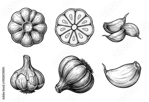 Vintage style garlic illustrations featuring whole bulbs, cross sections, and individual cloves in a hand drawn woodcut engraving aesthetic.