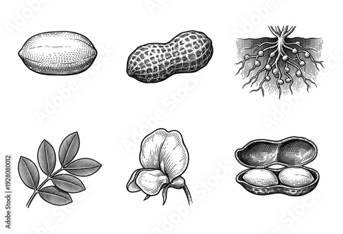 Botanical illustration set of peanut plant components featuring pods, seeds, leaves, and root system in vintage woodcut style.