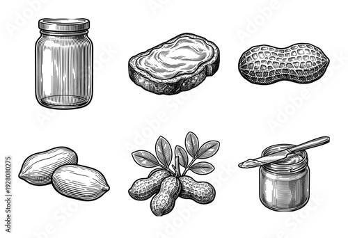 Vintage woodcut style illustration of peanuts and peanut butter featuring jars, whole legumes, shelled kernels, and spread on bread.
