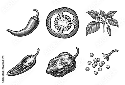 Vintage woodcut style illustration of chili peppers featuring whole fruits, sliced cross-sections, seeds, and botanical plant branches