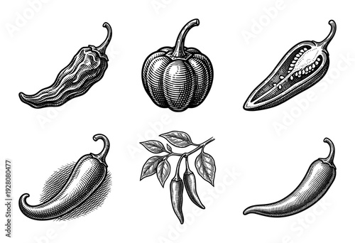 Vintage engraving style collection of chili pepper varieties including habanero, jalapeno, and cayenne illustrations for culinary design.
