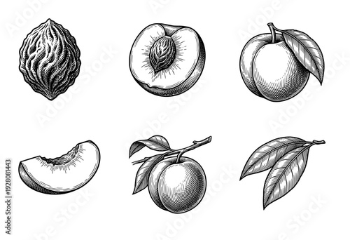 Vintage woodcut style peach fruit illustration set featuring whole fruits, slices, seeds, and leaves in black and white line art