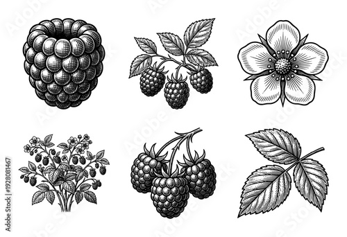 Vintage engraving collection of raspberry botanical elements including berries, flowers, leaves, and whole bushes in a detailed woodcut style.