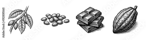 Set of hand drawn vintage cocoa bean engravings featuring pods on branches, raw seeds, and stacked chocolate bar sections.