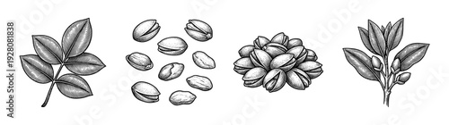 Vintage engraving of pistachio nut botanical set featuring hand drawn leaves and kernels in an organic ink line art style