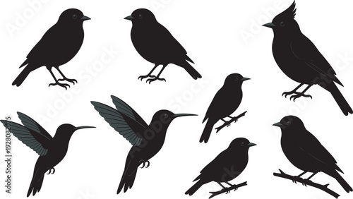 Black bird silhouette collection set, flying perched hummingbird crow sparrow vector illustration isolated on white background