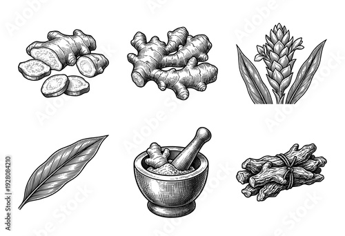 Vintage engraving collection of ginger root rhizomes, botanical flower, single leaf, mortar and pestle, and dried root sticks in a hand drawn woodcut style.