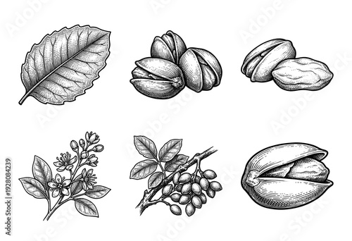 Vintage botanical engraving of pistachio nuts featuring tree branches with leaves, floral blossoms, and cracked shells in a hand drawn woodcut style.