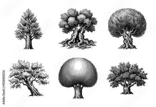 Collection of vintage hand drawn tree illustrations in woodcut and engraving style featuring diverse arboreal silhouettes and botanical details
