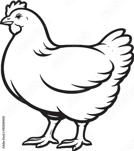Broiler Chicken Side Profile Black and White Line Art Poultry Illustration.eps