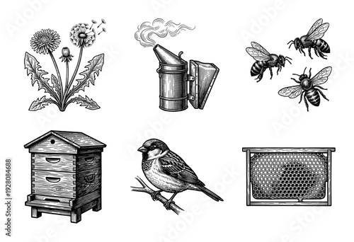 Vintage engraving style beekeeping and nature collection featuring honey bees, wooden hive, smoker, honeycomb frame, dandelion, and sparrow.