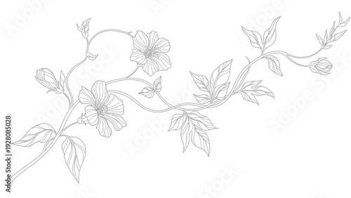 Elegant line art of a blooming flower vine with leaves