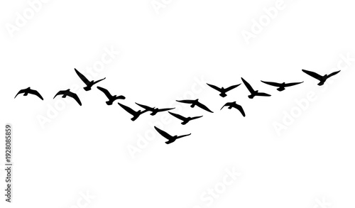 Birds Flying In V Formation Silhouette Vector Isolated On White Background